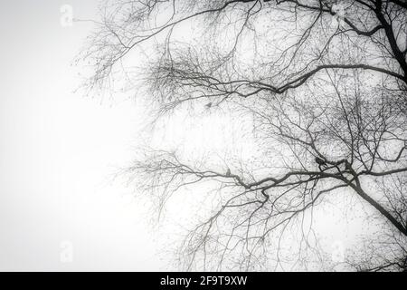 Eine Silhouette eines schwarzen Baumes ohne Blätter mit Vögeln Sitzen auf einem Zweig mit Geheimnis launischen Nebel schönen Hintergrund Stockfoto