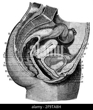 Das weibliche Fortpflanzungssystem (sagittale Ansicht). Illustration des 19. Jahrhunderts. Deutschland. Weißer Hintergrund. Stockfoto