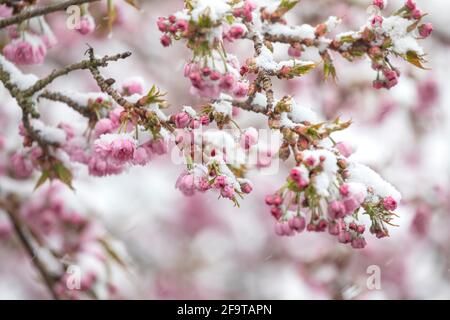 Kirschblüte bedeckt mit Schnee im Frühling Stockfoto