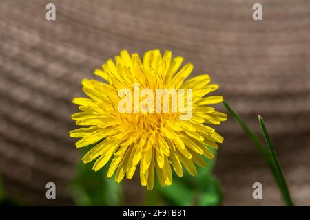 Dandelion, Nahaufnahme einer Blume im Frühlingslicht. Stockfoto
