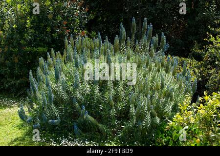 Ein großer Echium-Leuchter Fastuosum mit blauen Blüten in einem Garten an der französischen riviera im April Stockfoto