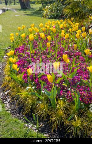 Nahaufnahme bunte Frühling Blumenbeet mit gelben Tulpen und Purple Polyanthus Regents Park London Stockfoto