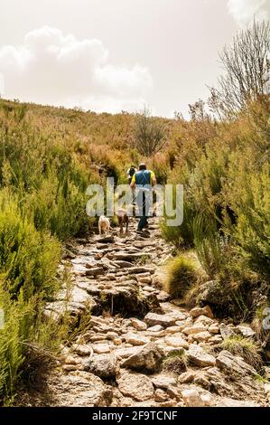 Wanderer auf einem Weg aus Steinen und Felsen zwischen Besen und Sträuchern durch das Castro-Flusstal in El Tejedelo in Requejo de Sanabria, Zamora, Spanien. Stockfoto