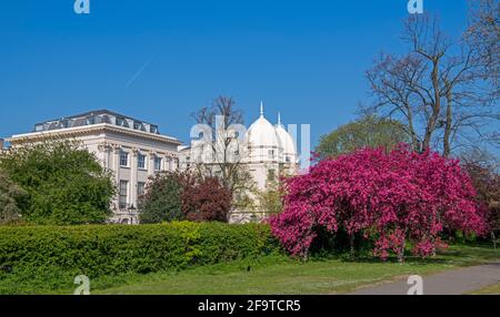 Blühende Kirschpflaume oder lila Blattschlaume mit London Business School im Hintergrund Regents Park London England Stockfoto