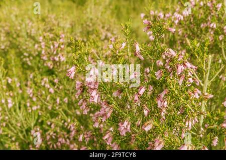 Rosa Blüten der Heidekraut Calluna Vulgaris im Frühjahr in Spanien. Stockfoto