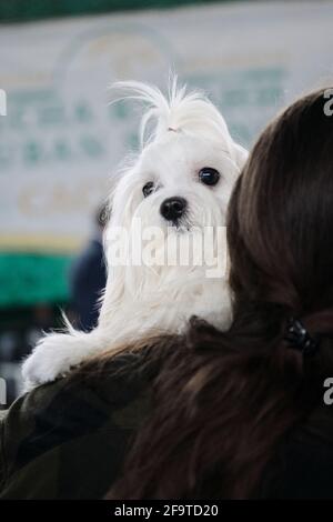 Ein weißer maltesischer Schoßhund mit einem Pferdeschwanz auf dem Kopf sitzt in den Armen des Besitzers, bevor er bei einer Hundeausstellung in den Ring eintritt. Ein Miniatur reinrassig Hund mit Art Stockfoto