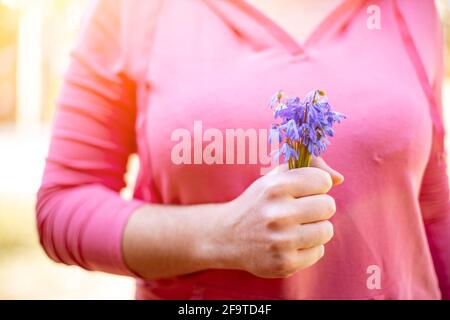 Weibliche Hände halten ein Bouquet von blauen Schneeglöckchen in der Sonne. Nahaufnahme, kein Gesicht Stockfoto