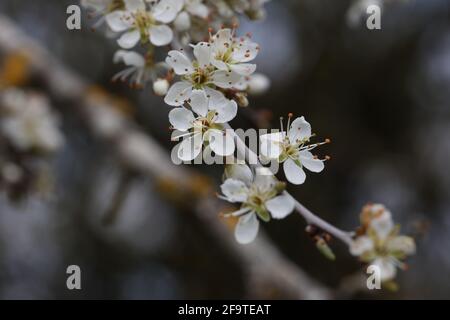 Blühende Schlehdornzweige im Frühling im Wald. Stockfoto