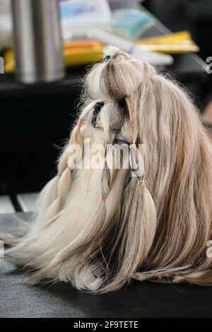 Ein kleiner Hund mit langen Haaren und Schwänzen an der Schnauze der Shih Tzu Rasse. Ein Hund mit einem Pflegemantel wird für die Ausstellung auf einer Hundeausstellung vorbereitet. Stockfoto