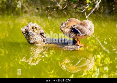 Eine Stockente, die auf einem Baumstamm auf einem Grün schläft see Stockfoto