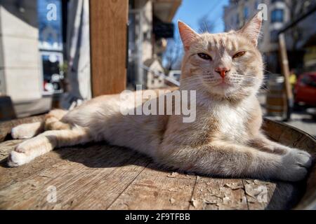 Entzückende Katze mit großen glänzenden gelben Augen schaut in die Kamera. Niedliches, ruhiges, flauschiges, rothaariges Haustier. Stockfoto