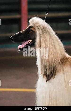 Porträt eines afghanischen Windhundes im Profil. Hundeschau. Ein heller Windhund mit langen, flauschigen Ohren und einer schwarzen Schnauze und einer hervorstehenden Zunge. Stockfoto