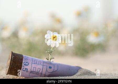 Weiße Blume wächst in lila Jagd Pistole Patrone gegen weiße Blumen Bokeh auf dem Hintergrund. Stockfoto