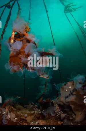 Browning Passage, Port Hardy, British Columbia, Kanada Stockfoto