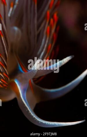 Opaleszierender Nudibranch in Browning Passage, British Columbia, Kanada Kaltwasser Stockfoto