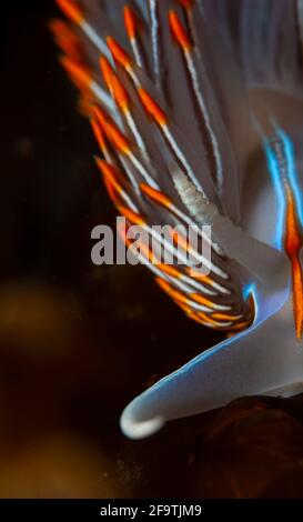 Opaleszierender Nudibranch in Browning Passage, British Columbia, Kanada Kaltwasser Stockfoto