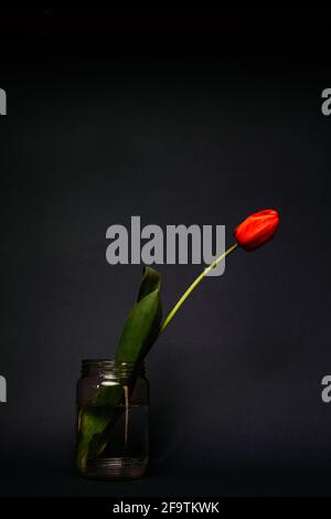 Rote Tulpe im Glas. Isoliert auf dunklem Hintergrund. Speicherplatz kopieren Stockfoto