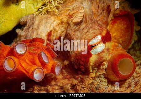 Riesiger pazifischer Oktopus in Browning Passage, Port Hardy, British Columbia, Kanada Stockfoto