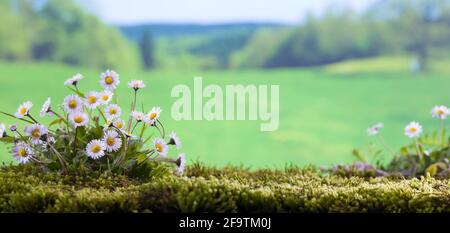 Frühlingszeit Wilde Gänseblümchen auf dem Feld Stockfoto