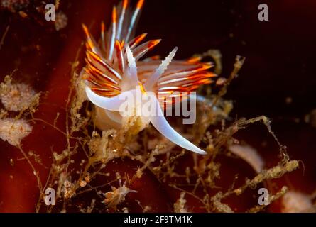 Opaleszierender Nudibranch in Browning Passage, British Columbia, Kanada Kaltwasser Stockfoto