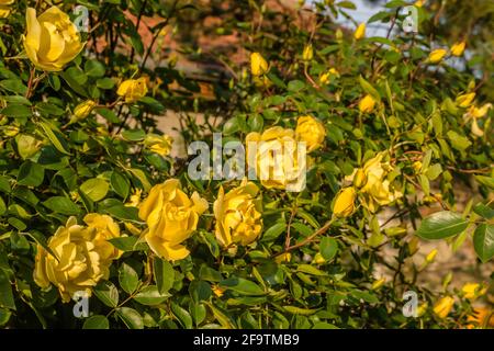 Strauch mit gelben Blüten blühende Rosen im Frühling. Stockfoto