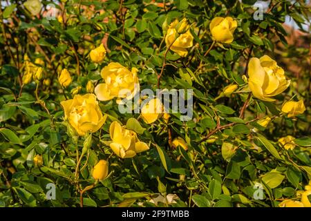 Strauch mit gelben Blüten blühende Rosen im Frühling. Stockfoto