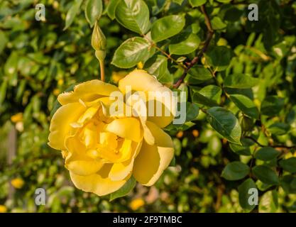 Strauch mit gelben Blüten blühende Rosen im Frühling. Stockfoto