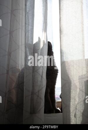 Silhouette einer Katze hinter einem Vorhang. Die Katze am Fenster sonnt sich in der Sonne. Vertikales Foto Stockfoto