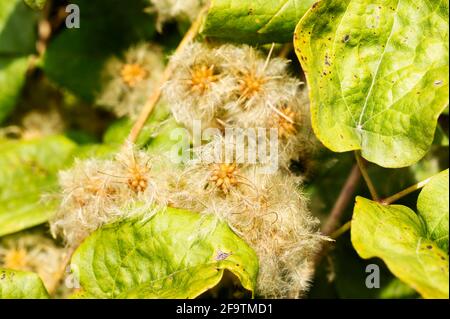 Schöne trockene Samenhaufen aus Clematis vitalba - die Freude des Reisenden oder der Bart des alten Mannes -, kletternder Strauch invasiver Pflanzen, heller Samen dagegen Stockfoto