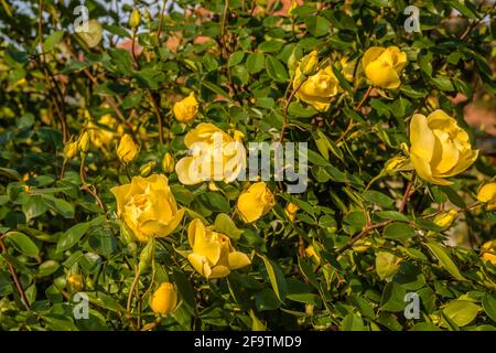 Strauch mit gelben Blüten blühende Rosen im Frühling. Stockfoto