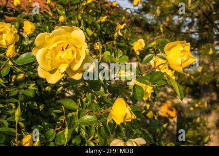 Strauch mit gelben Blüten blühende Rosen im Frühling. Stockfoto