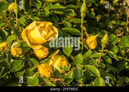 Strauch mit gelben Blüten blühende Rosen im Frühling. Stockfoto