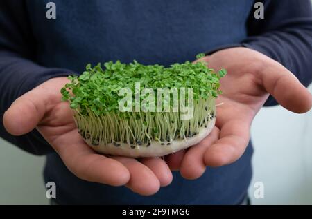 Anbauen von Mikrogrüns zu Hause. Mikrogreens aus gekeimtem Basilikumsamen in menschlichen Händen. Gesunde Ernährung und Vegetarismus Konzept. Stockfoto