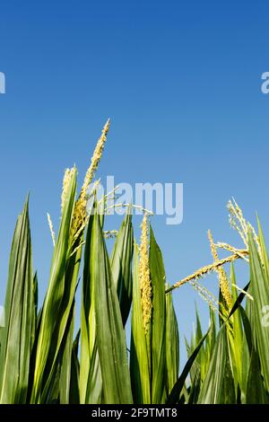 Maisfeld an einem sonnigen Tag gegen blauen Himmel , grüne Blätter mit gelben männlichen Blüten Stockfoto