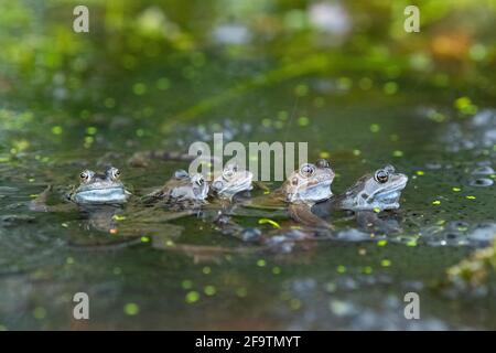 Reihe von gemeinsamen Fröschen im Teich von Frogspawn in umgeben Frühling – Großbritannien Stockfoto