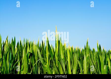 Maisfeld an einem sonnigen Tag gegen blauen Himmel Schöne grüne Blätter und gelber Blütenstand Stockfoto