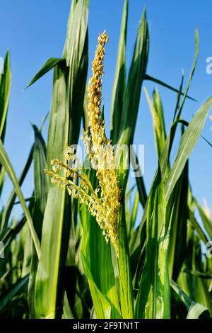 Maisfeld an einem sonnigen Tag gegen blauen Himmel , grüne Blätter mit gelben männlichen Blüten aus nächster Nähe Stockfoto