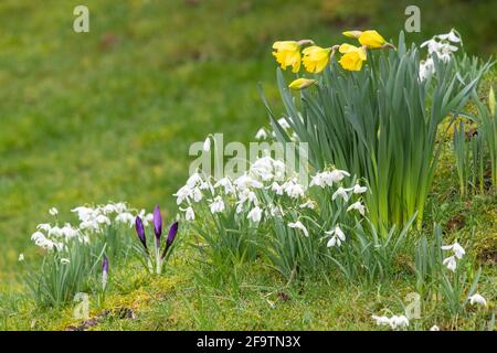Frühlingsblumen im britischen Garten - Narzissen, Schneeglöckchen und Krokusse Stockfoto