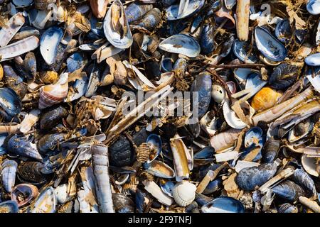 Mischung aus leeren, zerkleinerten Muscheln, die am Strand von Hunstanton, Norfolk, England, ausgewaschen wurden. Stockfoto