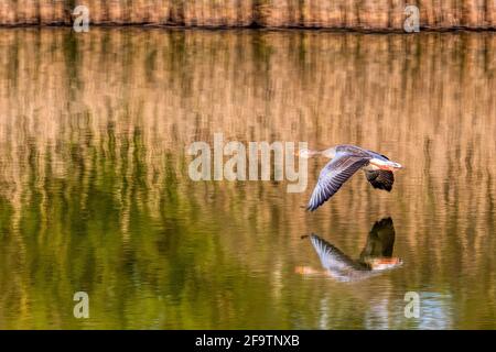 Die Graugans, Anser anser, fliegt tief über ihre Spiegelung im Wasser im Snettisham RSPB Reservat. Stockfoto