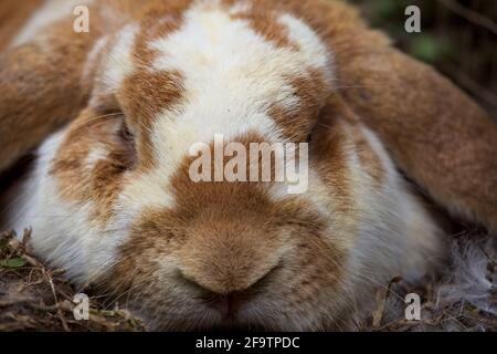 Nahaufnahme Porträt des Deckhasen (Oryctolagus cuniculus) mit langen Ohren, Guatemala. Stockfoto