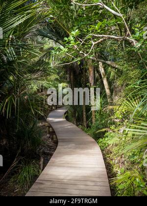 Kitekite Falls Touristenpfad in Piha, Auckland, Neuseeland Stockfoto