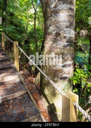 kauri-Baum bei Kitedite Falls Touristenpfad bei Piha Stockfoto