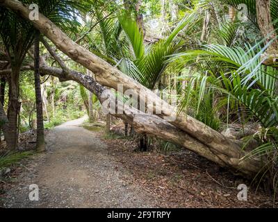 Kitekite Falls Touristenpfad in Piha, Auckland, Neuseeland Stockfoto