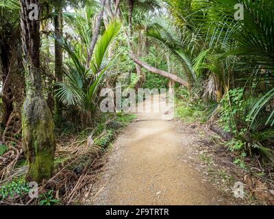 Kitekite Falls Touristenpfad in Piha, Auckland, Neuseeland Stockfoto