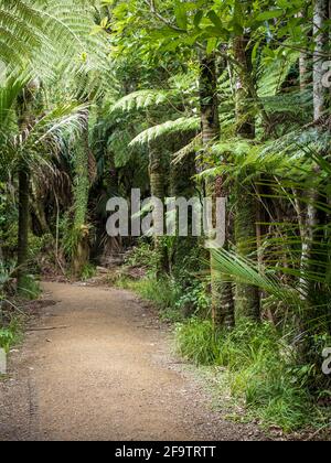 Kitekite Falls Touristenpfad in Piha, Auckland, Neuseeland Stockfoto