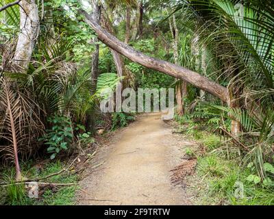 Kitekite Falls Touristenpfad in Piha, Auckland, Neuseeland Stockfoto