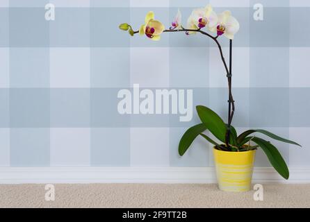 Blühende Orchidee mit karierten Tapeten im Hintergrund und Teppichboden. Stockfoto