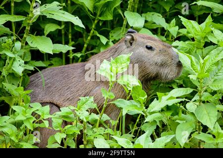 Seite auf Porträt von Capybara (Hydrochoerus hydrochaeris) versteckt im grünen Dschungel Pampas del Yacuma, Bolivien. Stockfoto