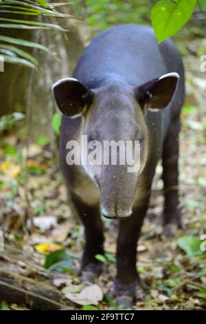 Nahaufnahme Porträt des wilden Baird's Tapir (Tapirus bairdii) zu Fuß im Corcovado National Park, Panama. Stockfoto